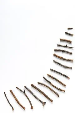 Curved composition of various dry pine branches on a white background. Top vi Stock Photos