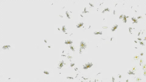 Curved Daisy Trail Along Soft Path Stock Footage 307498538