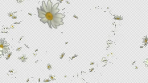 Curved Daisy Trail Loop Animation Stock Footage 310732319