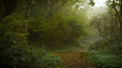 Curved forest path leading through tall trees and dense green bushes under soft Stock Footage 319474237