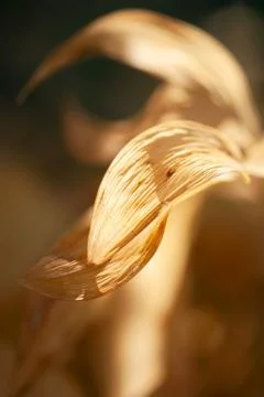 Curved Leaf Abstract Stock Photos