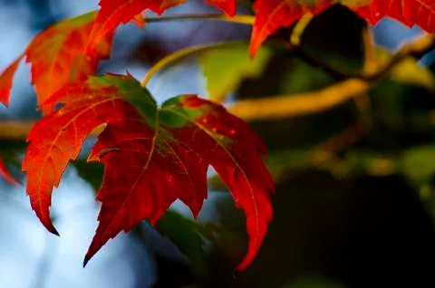 Curved Leaves Stock Photos