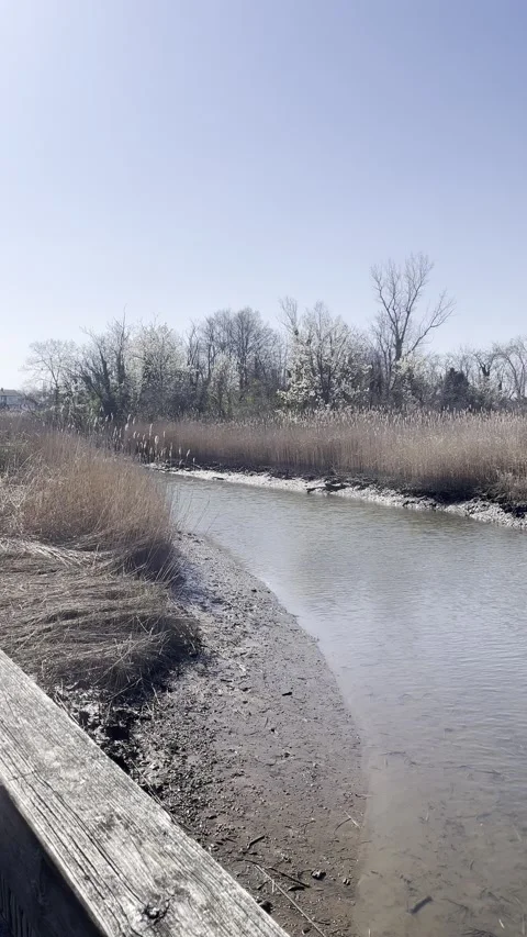Curved Marsh Stream in Early Spring, Vertical Video Stock Footage 306899438