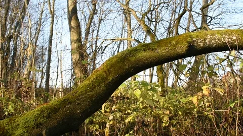 Curved mossy tree trunk Stock Footage 118433093