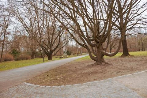 Curved path borders dry grass and bare trees Stock Photos