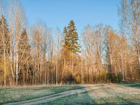 Curved Path Through Meadow and Bare Trees in Sunny Countryside Fotos Stock