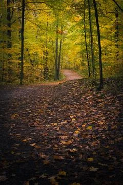 Curved Path Through the Woods Stock Photos