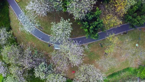 Curved paths through flowering trees at Haizhu Lake in Guangzhou China Stockbeeldmateriaal 346030284