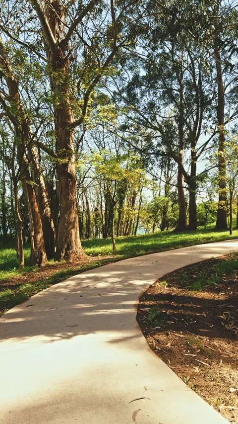Curved Pathway through a Forest Stock Footage 277696877