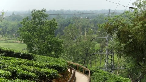 Curved pathway through a lush green tea plantation with scenic countryside view Stockbeeldmateriaal 337927568