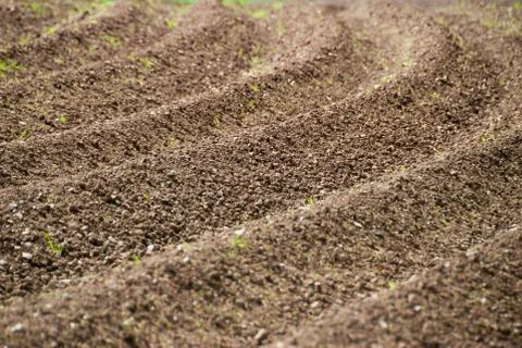 Curved pattern of ridges and furrows of a plowed field Stock Photos