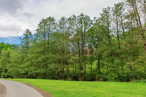 Curved paved path bordered by dense green trees Foto stock