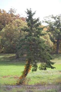 Curved Pine Tree Stock Photos