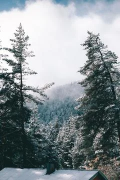 Curved pine trees making a natural frame for a beautiful view. Foto stock