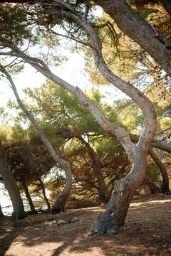 Curved Pine Trees in Sunlit Forest Stock Photos