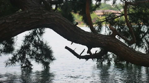 Curved Pine in Wild Water Stock Footage 53420103