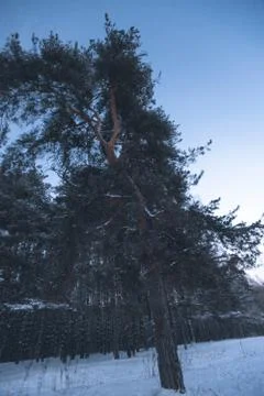 Curved pine in winter Stock Photos