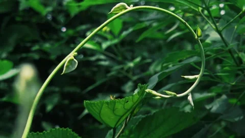Curved Plant Vine with Resting Tiny Fly: A slender green tendril loops elegantly Stock Footage 346279380