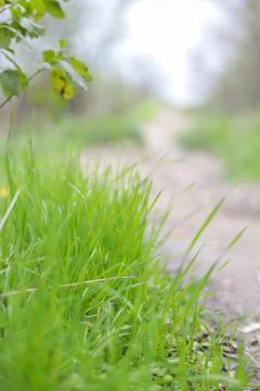 Curved road in the forest between trees. Green grass grows along the edges of Stock Photos