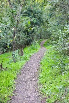 Curved road in the forest between trees. Green grass grows along the edges of Stock Photos