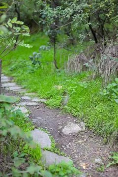 Curved road in the forest between trees. Green grass grows along the edges of Stock-Fotos