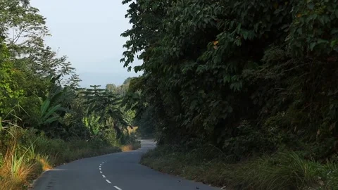 Curved Road Passing Through Dense Tropical Forest Stock-Footage 328825833