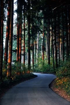 Curved road through a forest with tall trees in fall with autumn colors and a Stock Photos