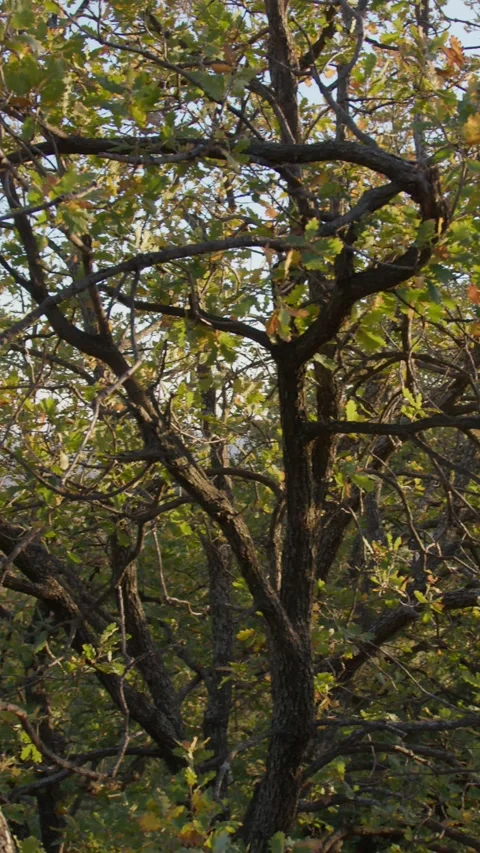 Curved Shapes For An Old Tree Growing Stock Footage 264366469