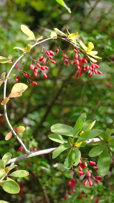 Curved shrub branch with hanging red berries swaying gently under soft daylight  Stock Footage 345677879