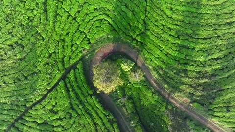 Curved Tea Plantation Lines Creating Natural Landscape Patterns Stock Footage 337834711