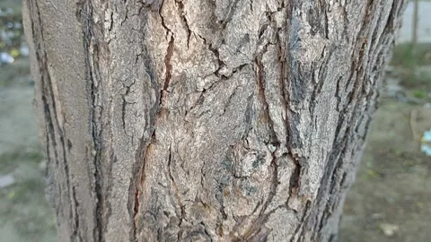 Curved texture detail of a tree trunk close-up 库存影片 333555187