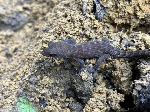 Curved toed lizard Stock Photos