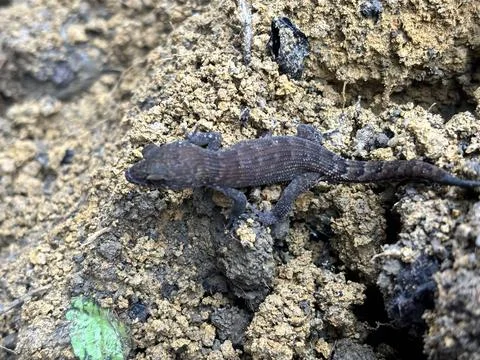 Curved toed lizard Stock Photos