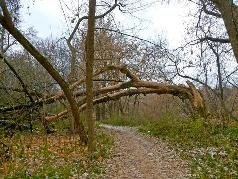 A curved tree above a path in the park, an autumn natural landscape. Фото
