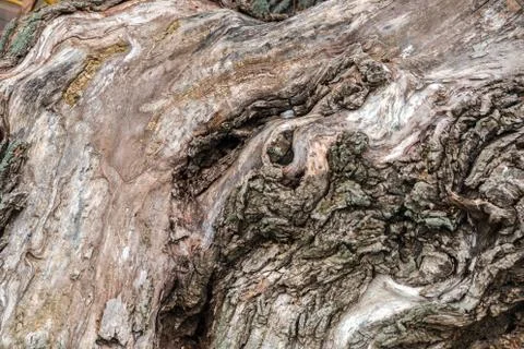Curved tree bark with unusual patterns. old wood texture background Stock Photos