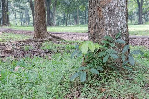 Curved Tree Branch with Green Forest Leaves Stock Photos