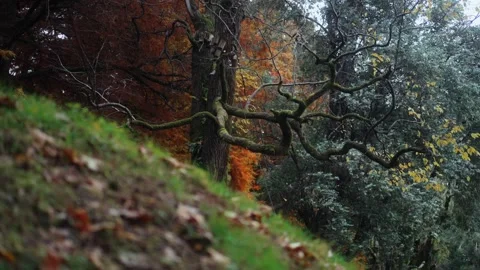 Curved tree branches covered with moss Stock Footage 221757824
