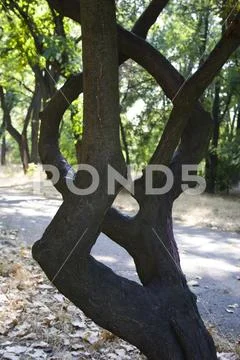 Curved tree branches Stock Photos