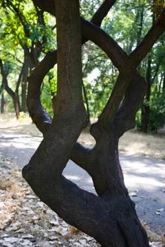 Curved tree branches Stock Photos