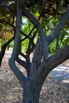 Curved tree branches Stock Photos
