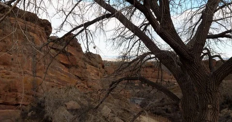 Curved tree in front of red rock formations at Red Rocks Park in Colorado Stock Footage 87855794