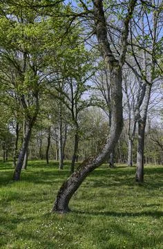 Curved tree over field in spring 写真素材