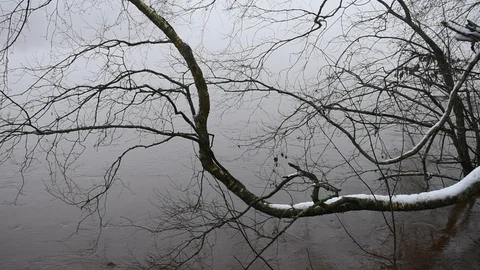 Curved tree over water Vidéo 119483074