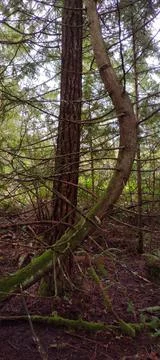 Curved tree shape surviving in forest Foto stock