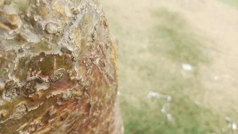 Curved tree trunk bark close up with soil ground blur stock photo view 写真素材