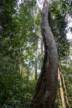 A curved tree trunk features a hollow fissure along its bark in a rainforest. 스톡 사진