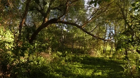 Curved tree trunk over fresh green grass on forest meadow Stockbeeldmateriaal 340205043