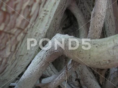 Curved tree trunk Stock Photos