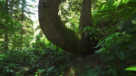 Curved tree trunk stands in dense forest with organic wood form texture detail Stock Footage 339572552