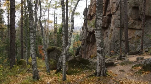 Curved tree trunks next to a huge rock. Stock Footage 296826800